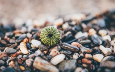 Personalized Syllabus