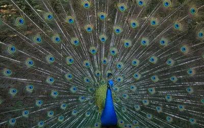 The Need to Show Off How Smart You Are